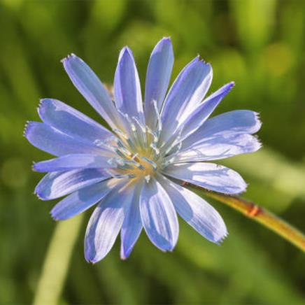 Natural active Chicory